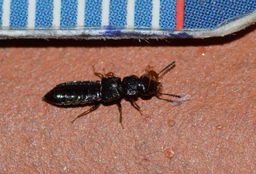 Staphylinidae da ID con acaro